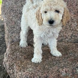 Nala - Cream female Poodle puppy in Longmont, Colorado from Colorado Miniature Bernedoodle Puppies