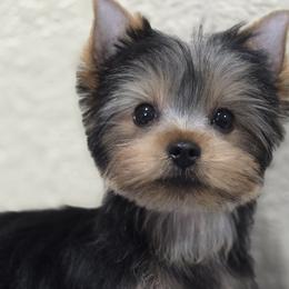 Little Jaiel - Black and tan female Yorkshire Terrier puppy in Kissimmee, Florida from Twilights Yorkies FL