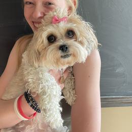 Birdie - Shichon