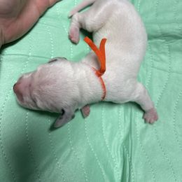 Orange collar boy - White and black male Dalmatian puppy in Wilson, North Carolina from New Horizonz Dalmatians