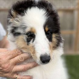 Super Shayla - White blue merle and tan female Shetland Sheepdog puppy in Keswick, Iowa from Buehneman Shelties