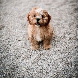 Cavapoo, Cavapoochon, and Companion Cross Puppies from Habibi Bears