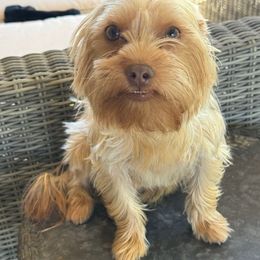 Miley - Yorkshire Terrier