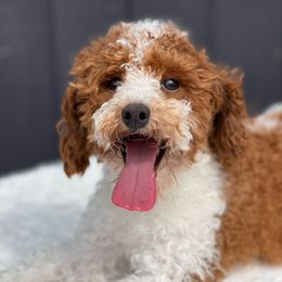 Maverick - Poodle