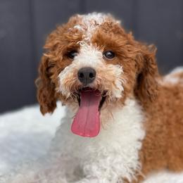 Maverick - Poodle