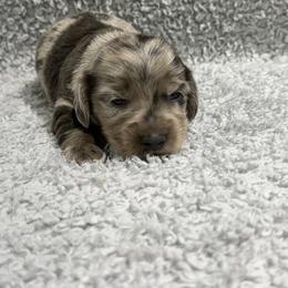 Blueberry - Dapple male Dachshund puppy in Mansfield, Missouri from Owens Farm