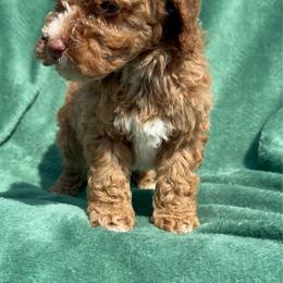 Norman - Red  male Poodle puppy in Salem, Oregon from Oregon Poodle Oodle Doodles