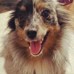 Mystique  - Toy Australian Shepherd