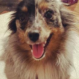 Mystique  - Toy Australian Shepherd