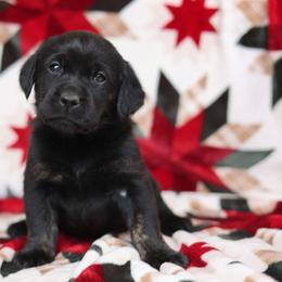 Blk female brindle points - Black female Labrador Retriever puppy in Williamston, Sc, South Carolina from Dutton Dog Co & Dalla Grazia Doberman