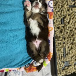 Australian Shepherd and Miniature Australian Shepherd Puppies from Integrity Aussies Tx