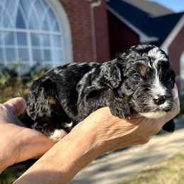Boy 4 - Tri-color male Bernedoodle puppy in Royse City, Texas from Platinum Bernedoodles of Texas