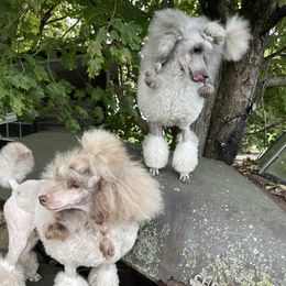 Poodles from Shade