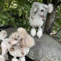 Poodles from Shade