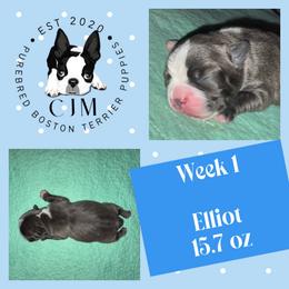 Elliot - Blue male Boston Terrier puppy in Jupiter, Florida from CJM Boston and Boxer Puppies