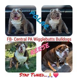 Bulldog puppies from Central PA WiggleButts Bulldogs