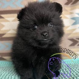 HOLD AKC MORTICIA - Black female Pomeranian puppy in Watkins Glen, New York from Wicked Spirits Pomeranians