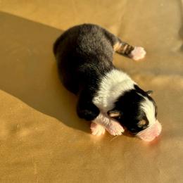 Oakley - Black tri-color male Australian Shepherd puppy in Beaverdam, Virginia from Cimmarun Farm Aussies