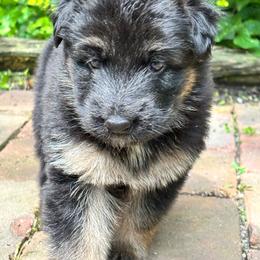 Girl 4 - Black and tan female German Shepherd puppy in Lordstown, Ohio from Jewels German Shepherd