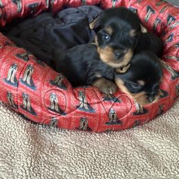 River - Blue and gold male Yorkshire Terrier puppy in Homosassa, Florida from Pastime’s Yorkshire Terriers