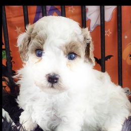 Cider - White male Poodle puppy in Orlando, Florida, Florida from Denise’s Puppies