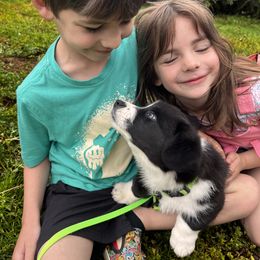 Cardigan Welsh Corgi Puppies from Leather & Lace