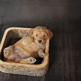Goldendoodle Puppies from Sweet Oakley Doodles