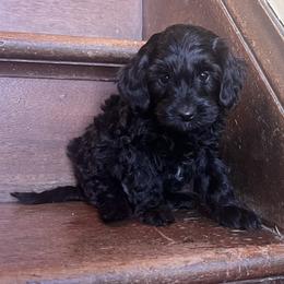 Alan - male Aussiedoodle puppy in Utica, Ohio from Poodle Me Crazy