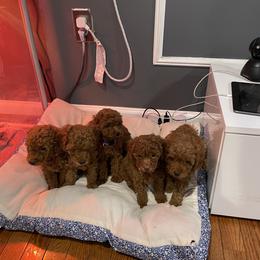 Poodle Puppies from CashEuro Poodles