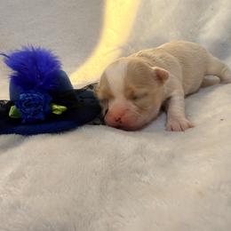 Daisy - Cream female Chihuahua puppy in Seneca, Missouri from Stephanie’s Puppy Colony