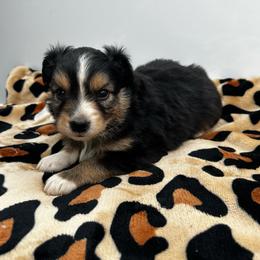 Mo - Black tri male Miniature Australian Shepherd puppy in Lakeport, California from Akins Aussies/Wild Rose Ranch