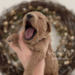 Goldendoodle Puppies from Carlie and Co. Goldendoodles