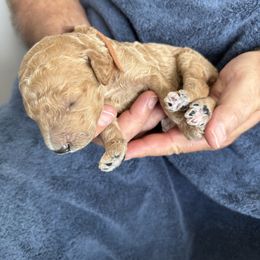 Male Brown Collar(Hulk) - Red  male Goldendoodle puppy in Cape Coral, Florida from GoldenDoodles Cape Coral