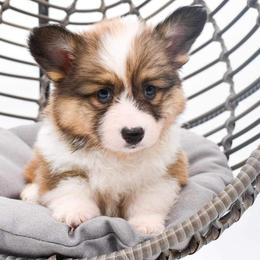 Pembroke Welsh Corgi Puppies from MG Corgis