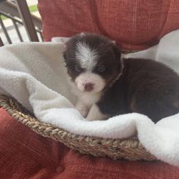 Boy 4 - Red tri-color male Miniature American Shepherd puppy in Griswold, Connecticut from Flatrock Kennels of CT
