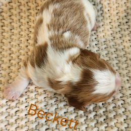 Beckett - Blenheim male Cavalier King Charles Spaniel puppy in Traverse City, Michigan from Crozapulco Cavaliers AKC