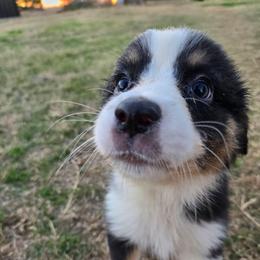 Milky Way - Black tri-color female Australian Shepherd puppy in Abilene, Texas from S&K Aussies N' Rotties