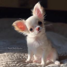 Dove - Cream and white female Chihuahua puppy in Michigan from Fanciful Thrills Kennel