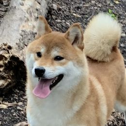 Kiyomi - Shiba Inu