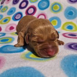 Bashful - Yellow male Labrador Retriever puppy in Bemidji, Minnesota from Northern Star Elite Quality Labrador Retrievers
