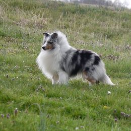 Shetland Sheepdog All Grown Up from Odyssey Shetland Sheepdogs