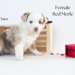 Tater - Red merle female Miniature Australian Shepherd puppy in Wooster, Ohio from Kari's Mini Aussies