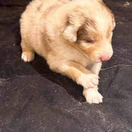 Jack - Red merle male Australian Shepherd puppy in Brownfield, Maine from Misty Feather Aussies