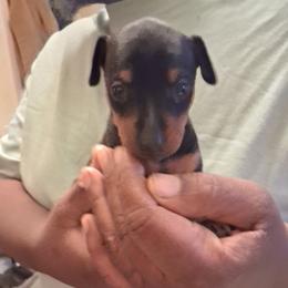 Miracle - Black and tan female Miniature Pinscher puppy in Roseville, Michigan from Nicole Anderson