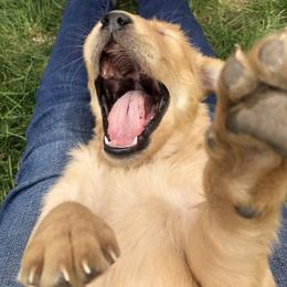Golden Retriever Puppies from Rocky Mountain Field Goldens