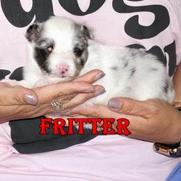 Fritter - Bi Blue Boy - Blue merle male Toy Shetland Sheepdog puppy in Frazeysburg, Ohio from Mountain High Kennels