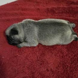Boy 1 - Fawn male Pug puppy in Gaffney, South Carolina from Sunset Farms