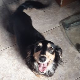 Dachshunds from Tschakerts Dachshunds