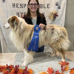 Marshall - Australian Shepherd