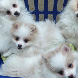 Pomeranians from Diana's Pomeranians